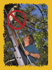 Danger: man trimming tree next to power line